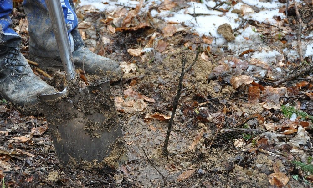 Baumpflanzaktion für Azubis-3